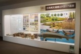 センターおかだま縄文展示室画像