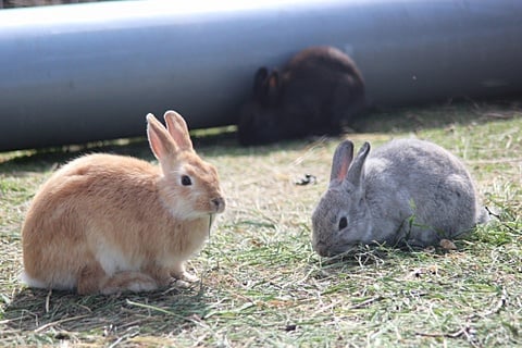 うさぎ写真 JPG 71.3KB