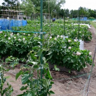 楽しい野菜栽培のページへ遷移します