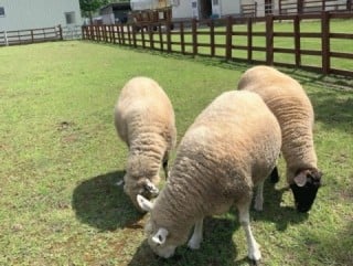 ふれあい牧場のページへ遷移します