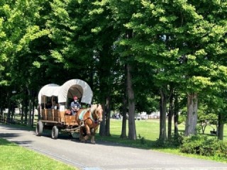 馬車のページに遷移します